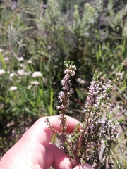 Erica paniculata