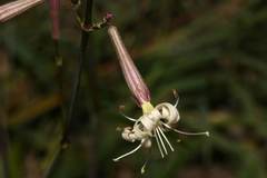Silene multiflora