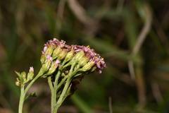 Achillea aspleniifolia