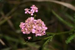 Achillea aspleniifolia