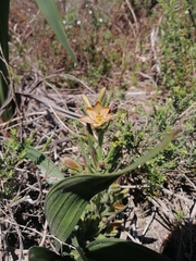 Wachendorfia multiflora