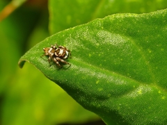 Maratus scutulatus
