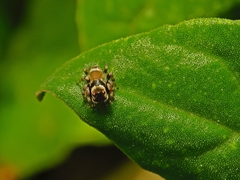 Maratus scutulatus