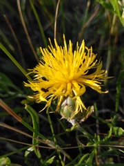 Centaurea rupestris