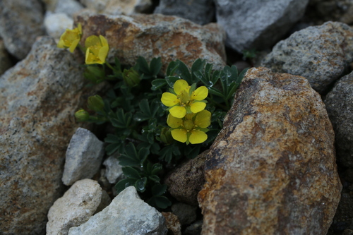 Sibbaldiopsis miyabei iNat (2)
