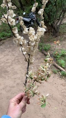 Bougainvillea praecox