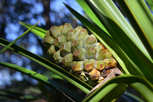 Pandanus lacuum observed 2021-08-28