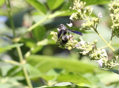 Anterhynchium flavomarginatum