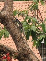 Sciurus variegatoides dorsalis