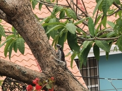 Sciurus variegatoides dorsalis