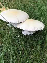 Agaricus abruptibulbus