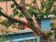 Sciurus variegatoides dorsalis