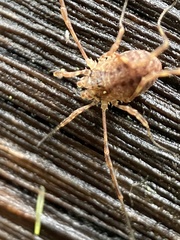 Lophopilio palpinalis