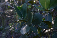 Garcinia amplexicaulis
