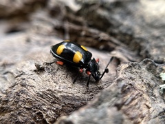 Eumorphus quadriguttatus pulchripes