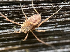 Lophopilio palpinalis