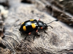 Eumorphus quadriguttatus pulchripes