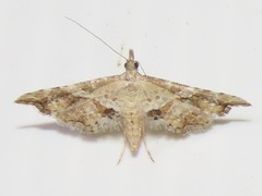 Palaeodes samealis