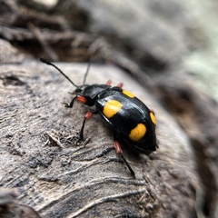 Eumorphus quadriguttatus pulchripes