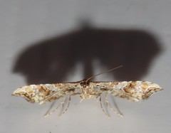 Palaeodes samealis