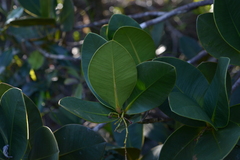 Garcinia amplexicaulis