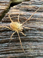Lophopilio palpinalis