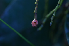 Garcinia amplexicaulis