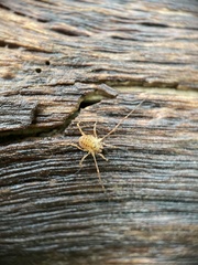 Lophopilio palpinalis