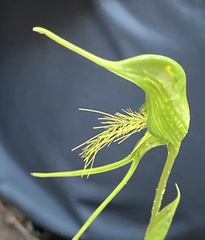 Pterostylis turfosa