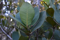 Garcinia amplexicaulis