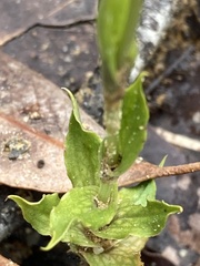Pterostylis turfosa