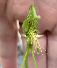 Pterostylis turfosa