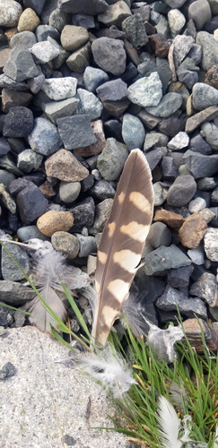Plume de Faucon émerillon
