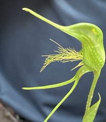 Pterostylis turfosa