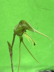 Pterostylis turfosa