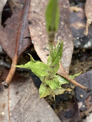 Pterostylis turfosa