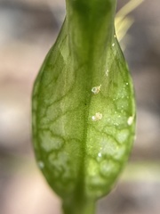Pterostylis turfosa