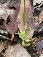 Pterostylis turfosa