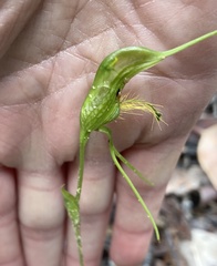 Pterostylis turfosa