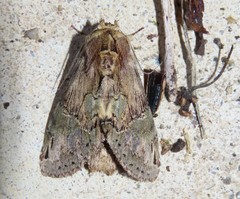 Antithemerastis acrobela