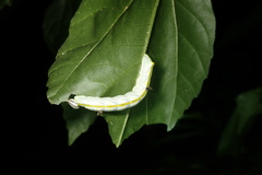 Chadisra bipars