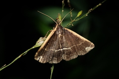 Adrapsa ablualis