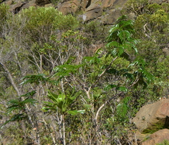 Archidendropsis macradenia