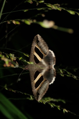 Grammodes geometrica