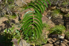 Archidendropsis macradenia