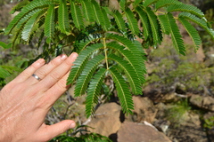 Archidendropsis macradenia