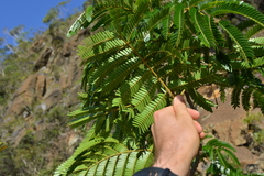 Archidendropsis macradenia