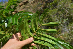 Archidendropsis macradenia