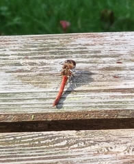 Sympetrum vulgatum
