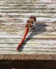 Sympetrum vulgatum